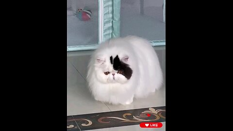 White~Beautiful~ Cat~moves~ like~snake🐉🙀