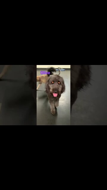 [Shorts 0121] OLIVE [#dogs #doggos #doggies #puppies #dogdaycare]