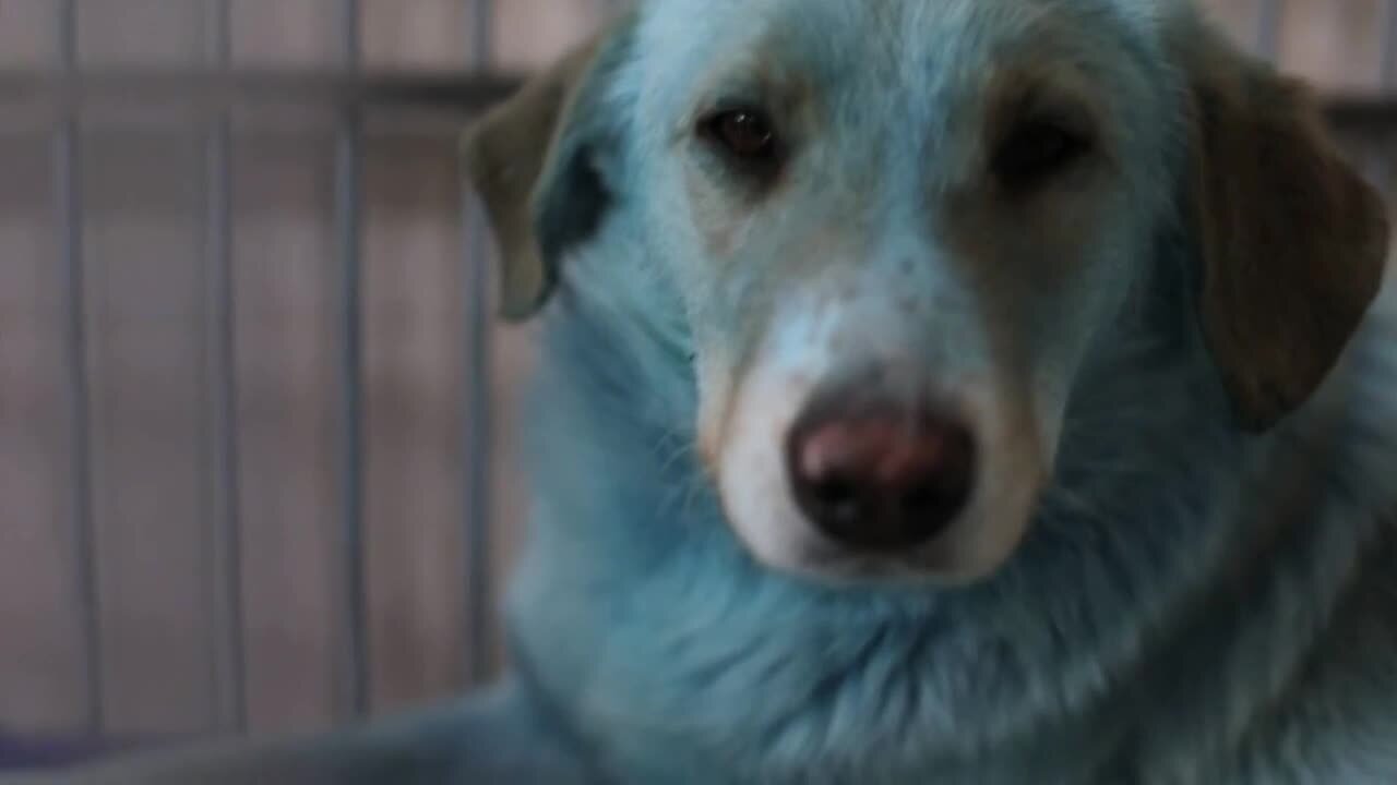 Blue-colored dogs found near closed chemical factory in Russia