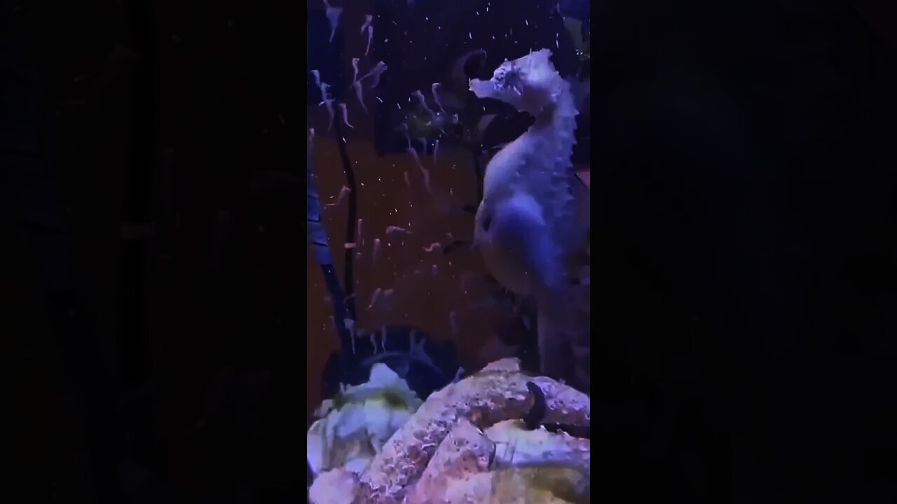 Seahorse gives birth to baby＃shorts