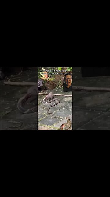 Snakes get bodied by Everything