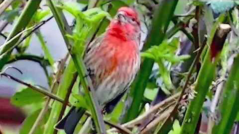 IECV NV #200 - 👀 A Red Headed Finch In The Sticker Bush 2-29-2016