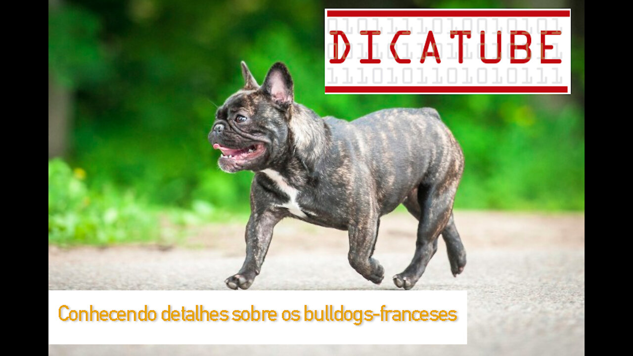 Conhecendo detalhes sobre os bulldogs-franceses