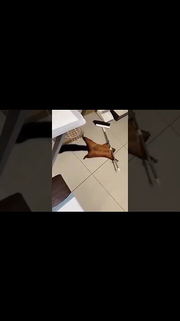 Squirrel fakes its own death