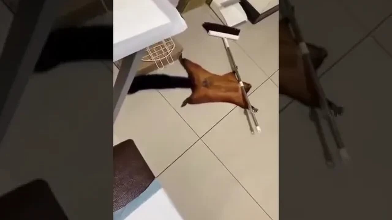 Squirrel fakes its own death