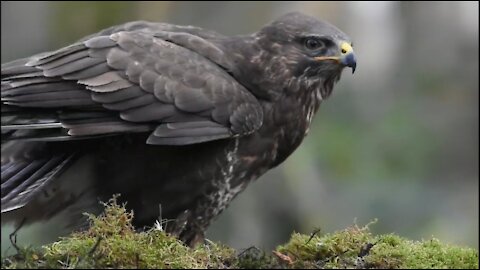 European Buzzard Eagle eating it's rabbit