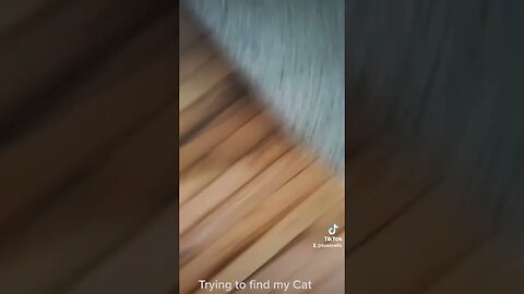 Finding my Cat