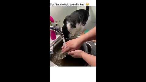 adorable cat who helps in kitchen