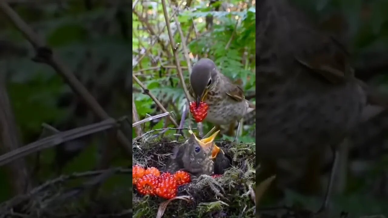 Lovely Birds #ytshorts #shorts #PetpupFun