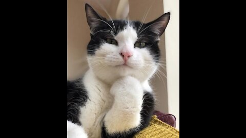 Try not to laugh🤣 Funny cats and dogs video