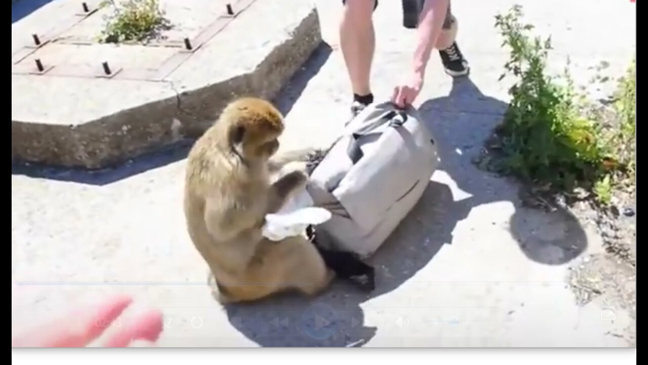 Monkeys at parties with tourists