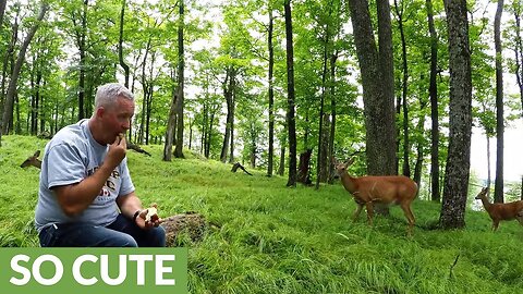 Deer brings fawns from the forest to share apples