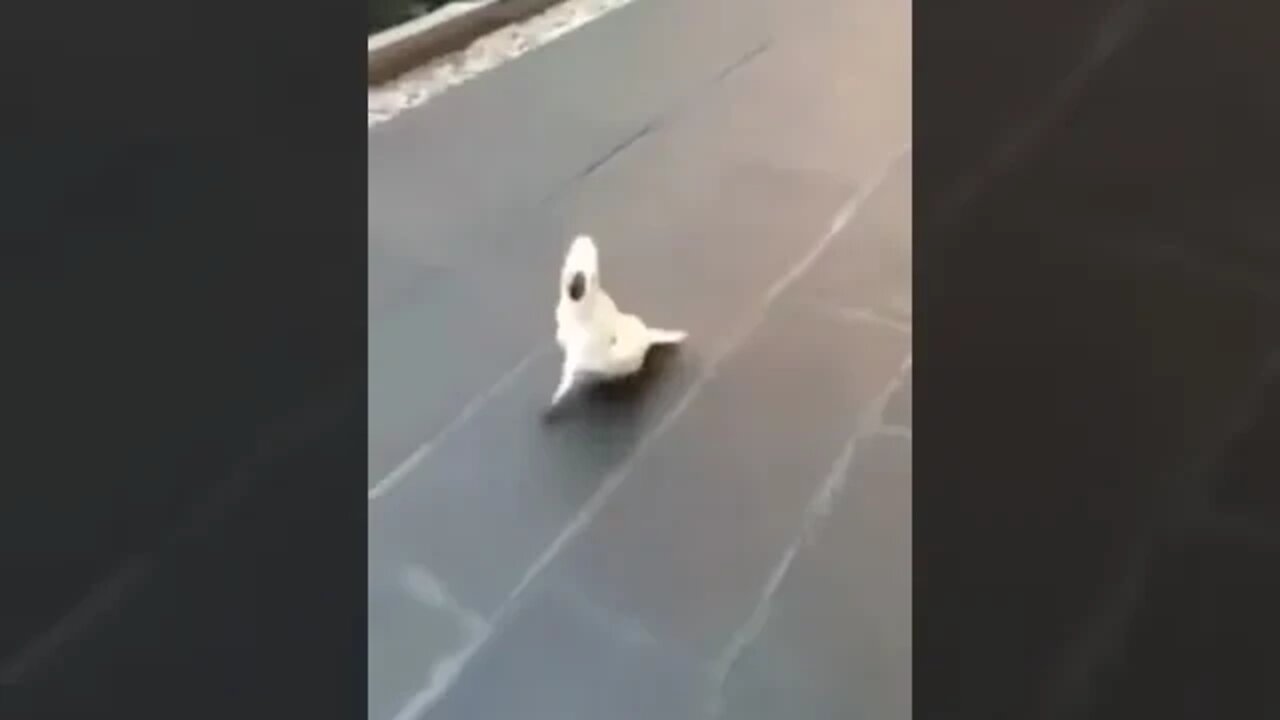 security dog