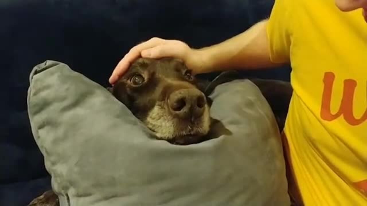 Rainy day cancels this pup's walk and he's not happy about it