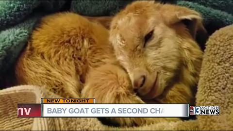 Baby goat found in hot car will now help children