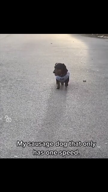 Slow running dog