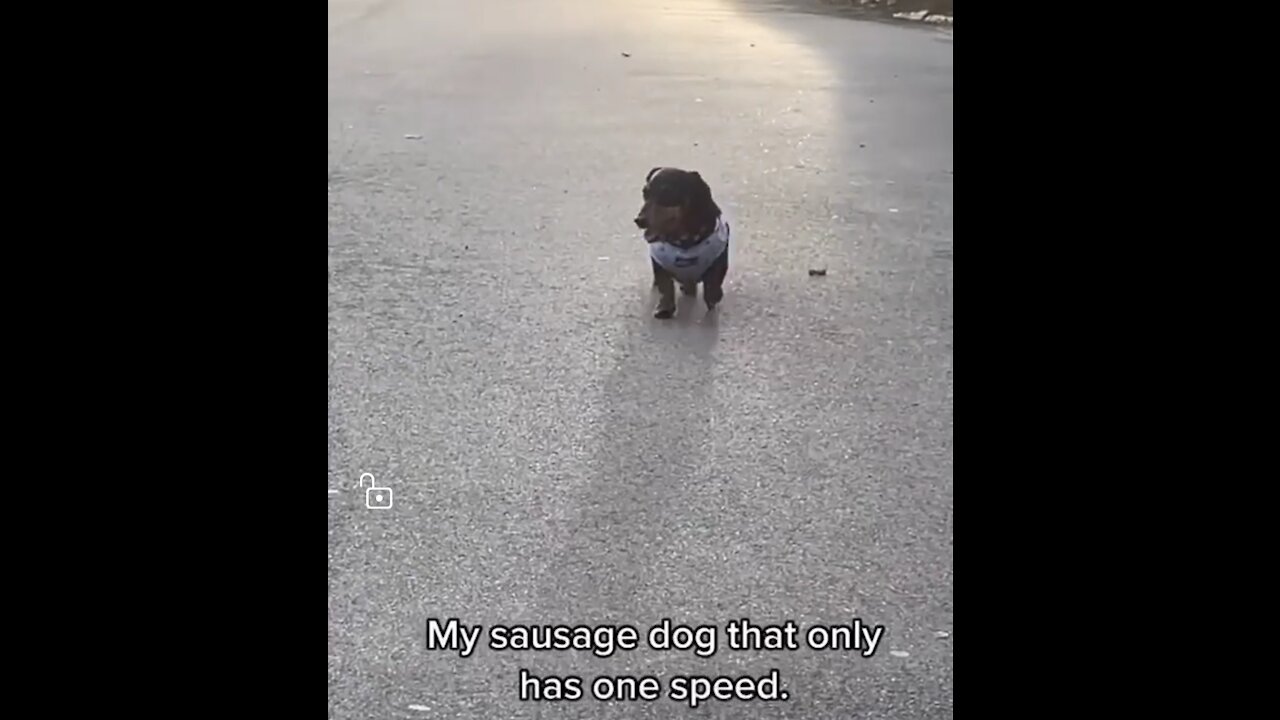 Slow running dog