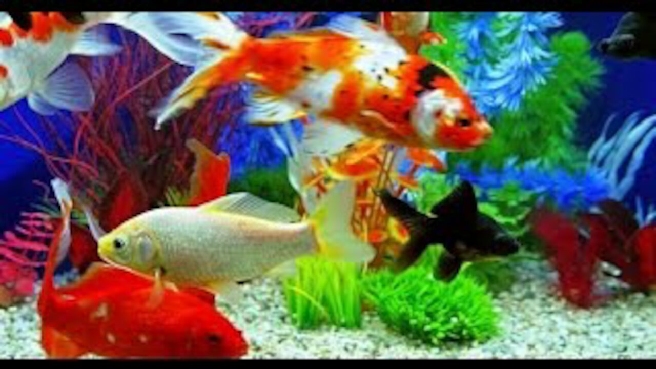 Beautiful Multicolor Fishes (Fish Aquarium)