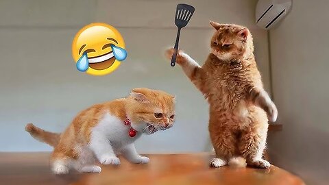 🐶 TRY NOT TO LAUGH 😹😹 Funny Cats Videos 🤣😆