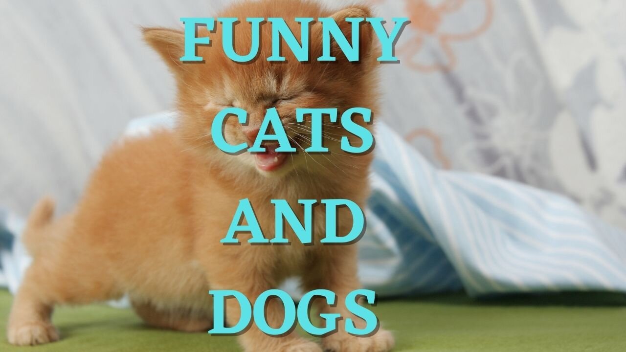 Videos of Cute Animals😸cats and dogs