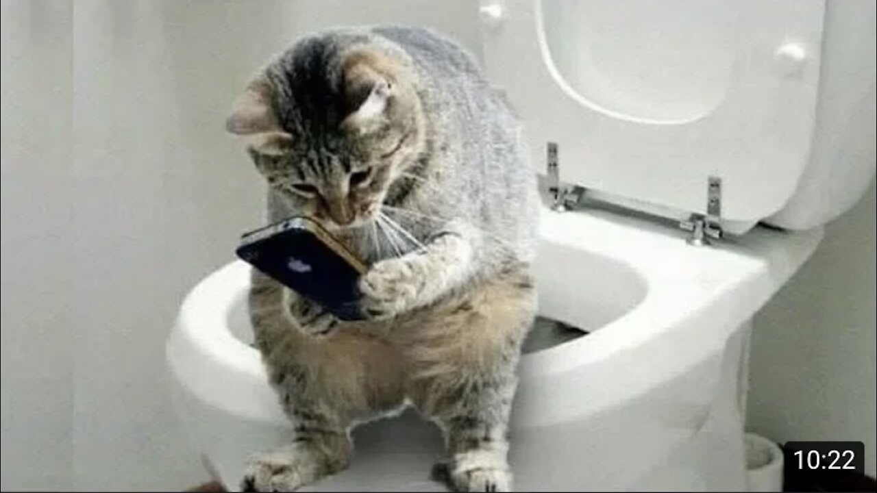 Funny and Cute Cats Life👯♀️😺Cats and Owners are best friends Videos