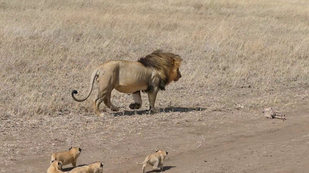 Lion dad tries to ditch his kids frienship