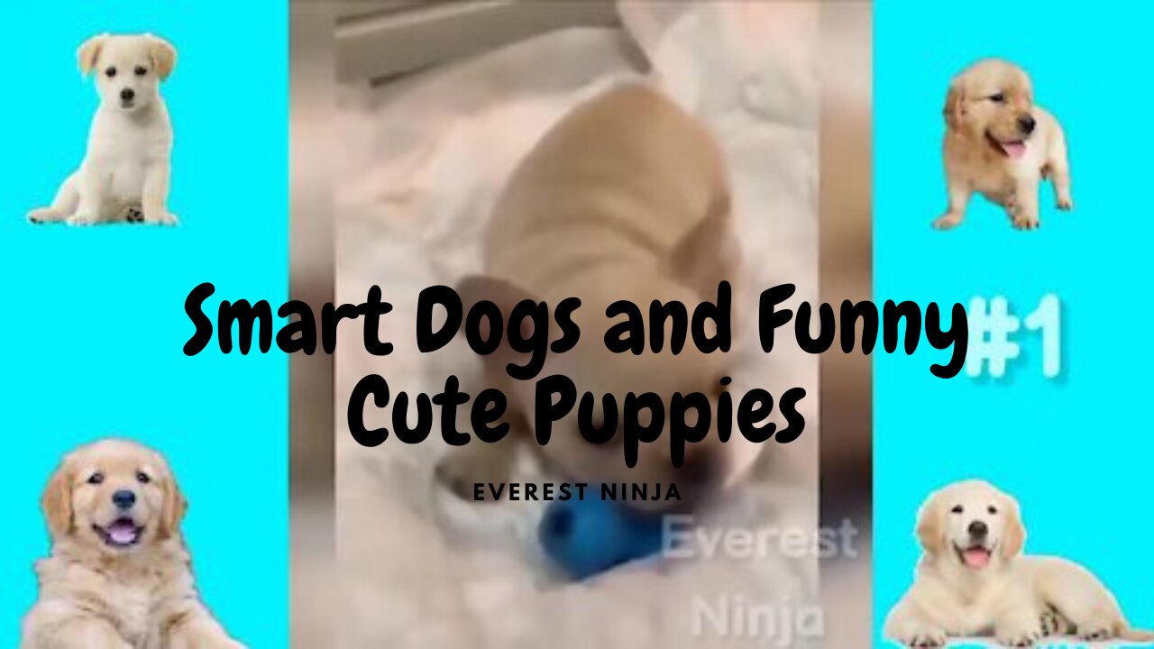 Smart Dogs and Funny Cute Puppies #1