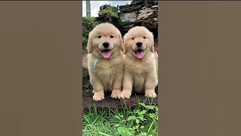 Fluffiest Golden retriever Puppies!