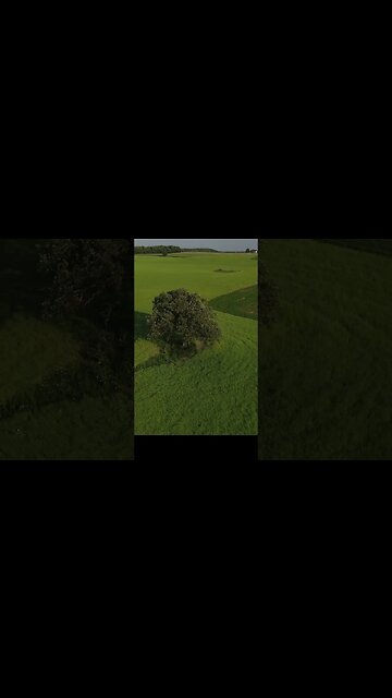 Tree In A Hay Field #shorts #short