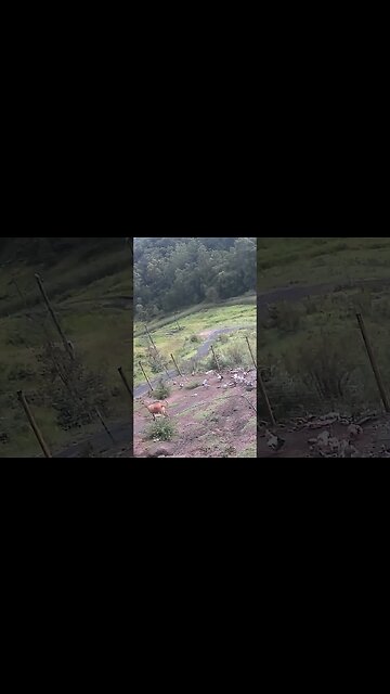 Farm cam: monitoring animals