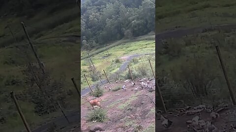 Farm cam: monitoring animals