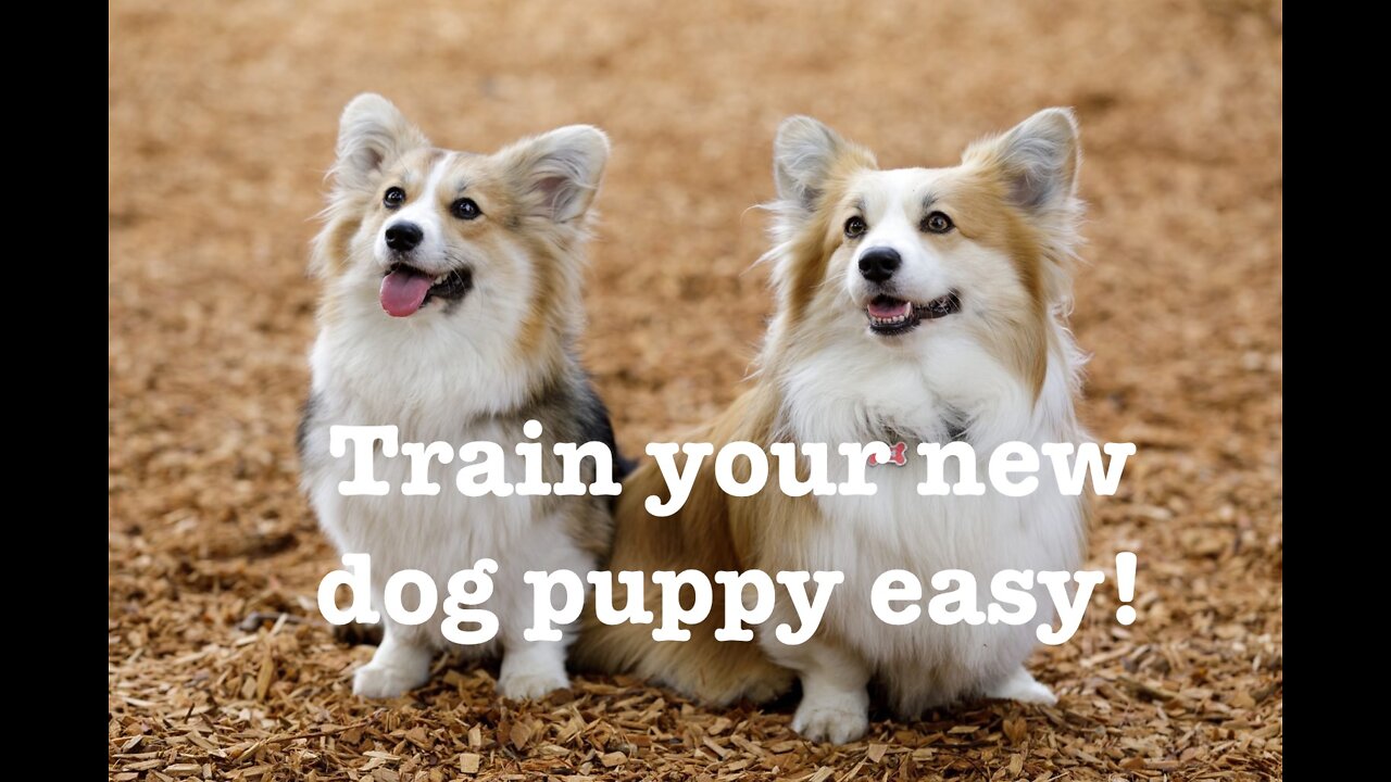 How to potty train you new puppy easy! All you need to know!