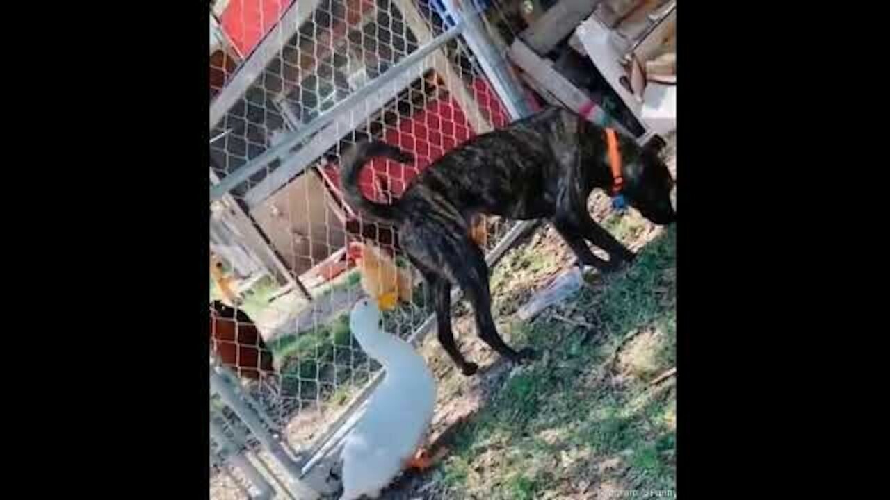 Funny Video Dog and Duck (Duck Poking the Dog)