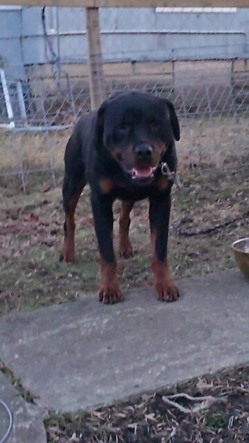 boodoodup Doneyuno_Rocky