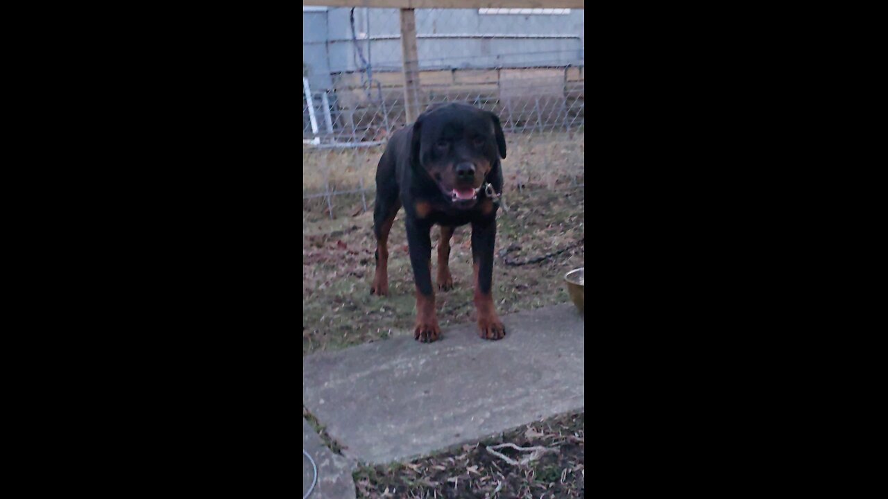 boodoodup Doneyuno_Rocky