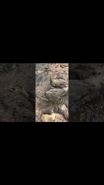 Brave guinea fowl keets wander away from their cage!