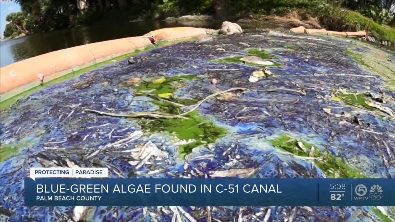 Algae issues in Palm Beach County bring smelly situation