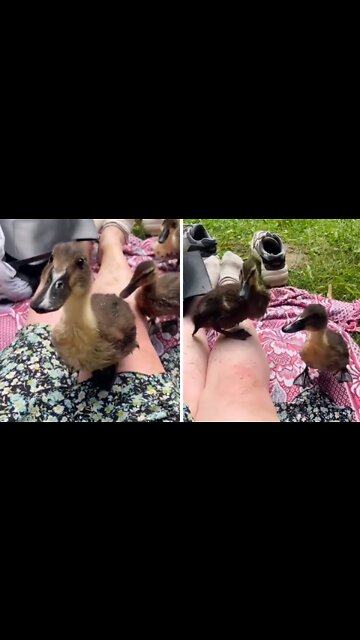 Curious ducklings adorably crash woman's picnic