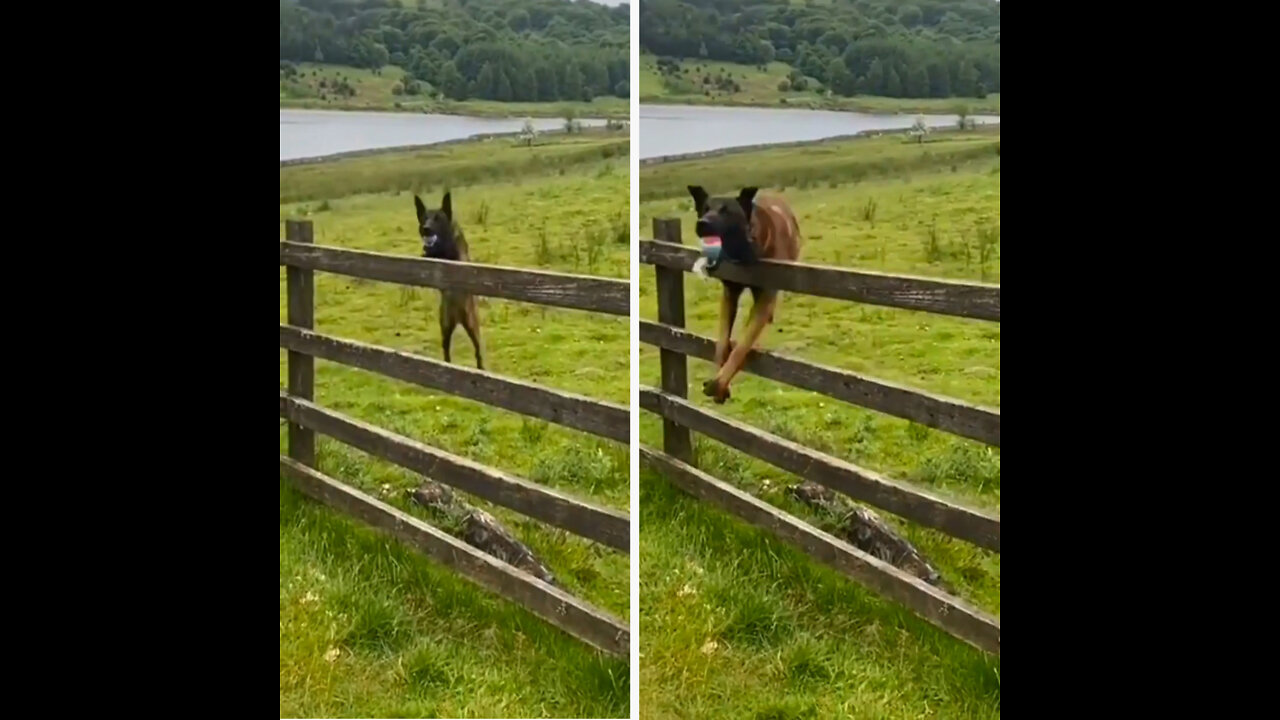 Do dog need the teacher to calculate the height?😹