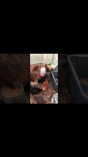 Tried something else to keep egg production high during this WINTER FREEZE