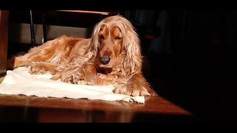 #dogshow , #animals