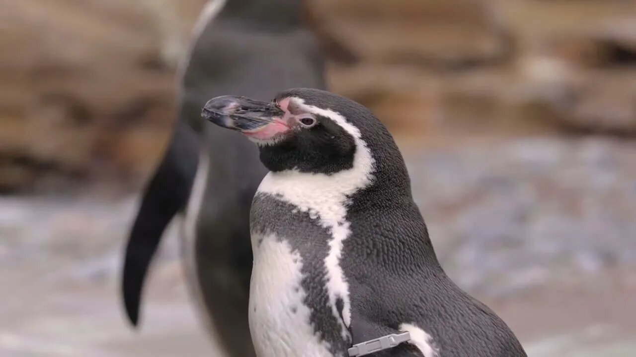 Snuggled safely on its mother's feet, a newborn penguin chick peers out at the camera. 9