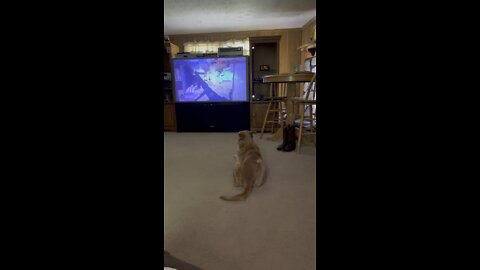 Ruffuss watching video games on tv