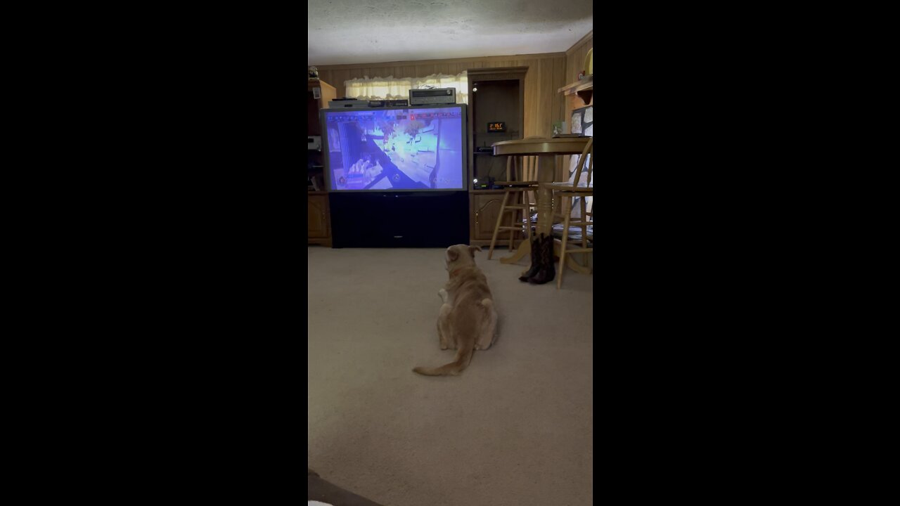 Ruffuss watching video games on tv