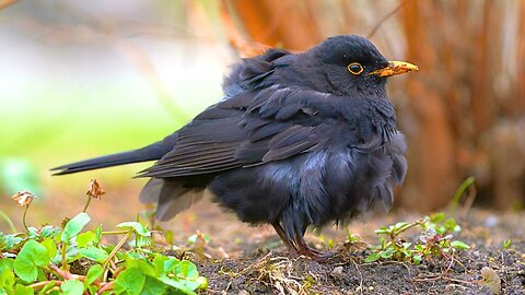 Male Blackbird is Doing Some Serious Moulting of Feathers