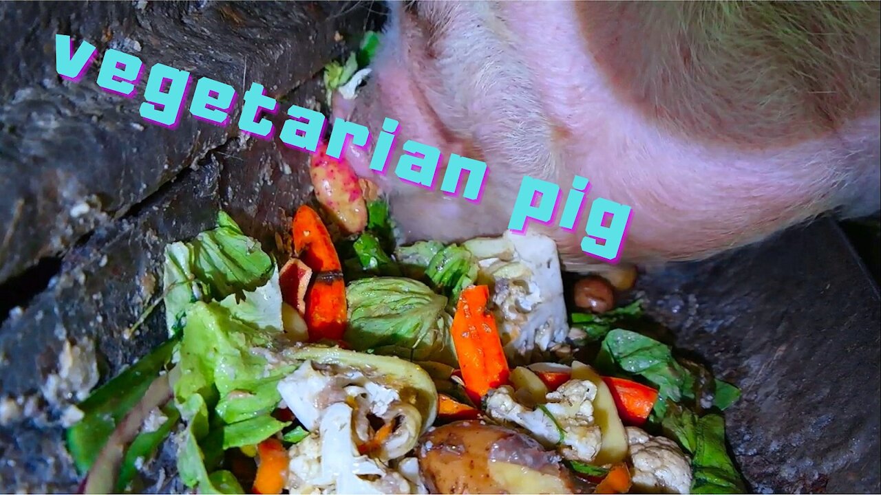 What does eat vegetarian pig in Canada? ¿Qué se come el cerdo vegetariano en Canadá?