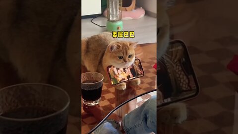 You definitely have not used this kind of cat phone holder #shorts #animals #funny #ytshorts #cats