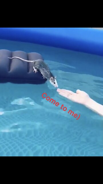 The rat in an inflatable pool!