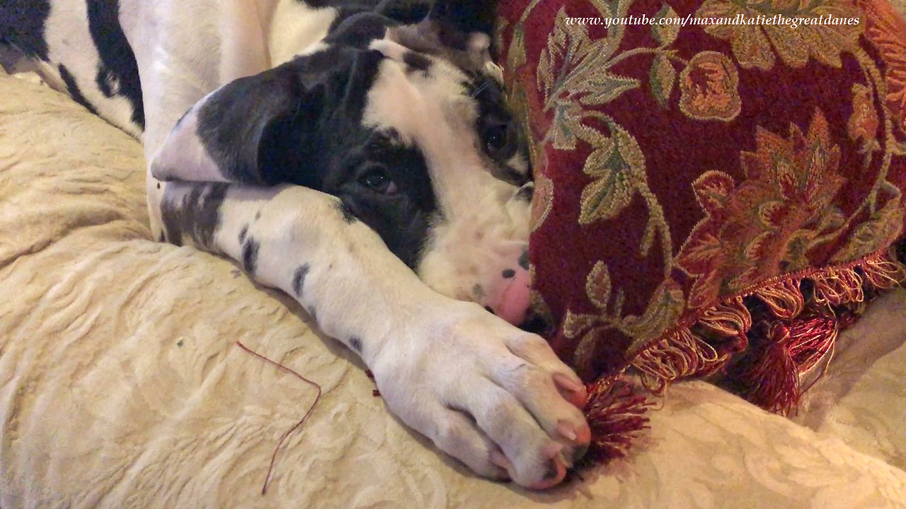 Great Dane Puppy Tries to Stay Awake to Pester Cat