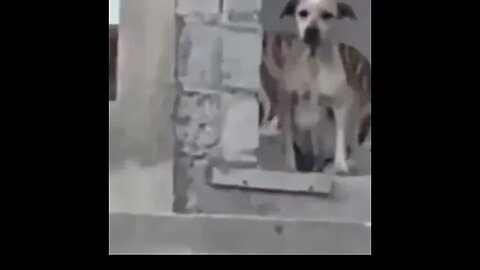 TIGRE AMEAÇA ATACAR ESTE CÃOZINHO